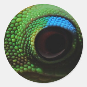 Gecko Eyeball Classic Round Sticker