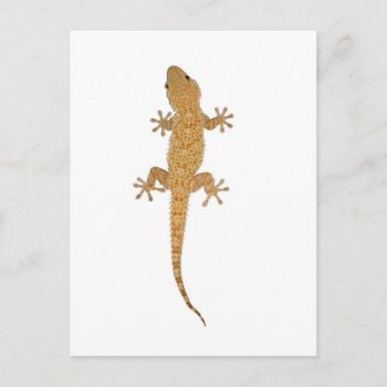 Gecko Lizard Postcard by sirylok at Zazzle