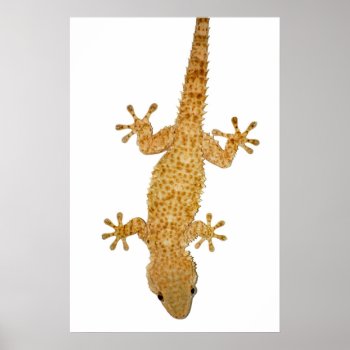 Gecko Lizard Poster by sirylok at Zazzle