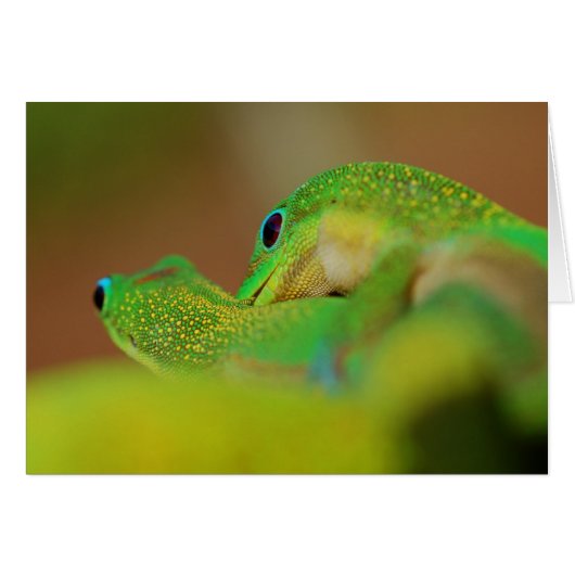 Gecko Love Cards (Front Horizontal)