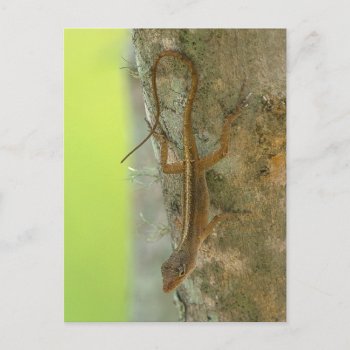 Gecko Postcard by KitzmanDesignStudio at Zazzle