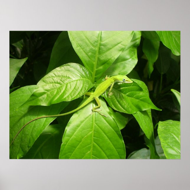 Gecko Poster (Front)
