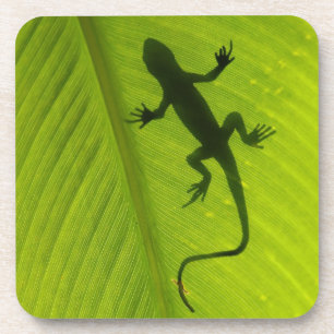 Gecko Silhouette Beverage Coaster