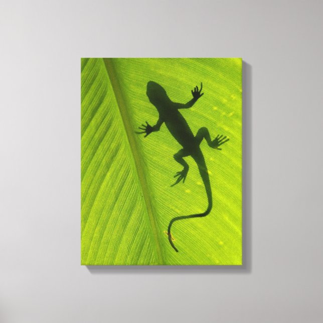 Gecko Silhouette Canvas Print (Front)