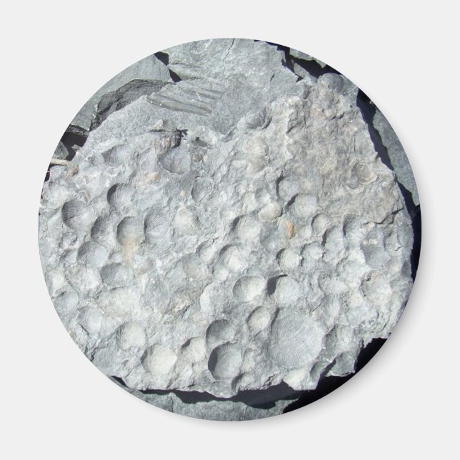 Geer Road Fossils Magnet (Front)