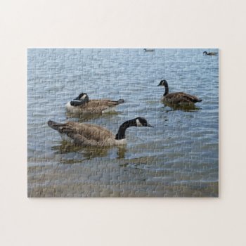 Geese  11x14 Photo Puzzle With Gift Box by StormythoughtsGifts at Zazzle