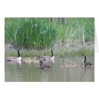 Geese and Goslings on a Pond