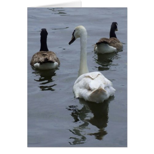Geese and Swan Card