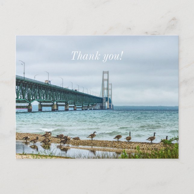 Geese At Mighty Mac Thank you Postcard (Front)