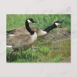 Geese At Puddle Postcard