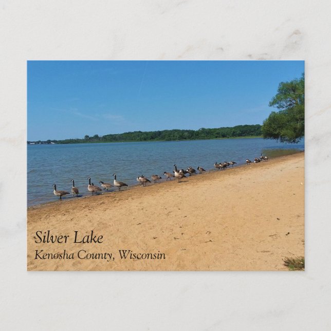 Geese at Silver Lake, Wisconsin Postcard (Front)