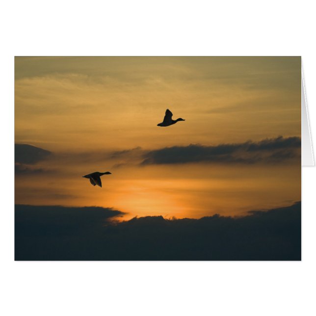 Geese at sunset cards (Front Horizontal)
