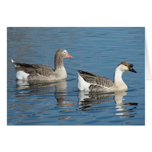 Geese at the Park Cards (Front Horizontal)