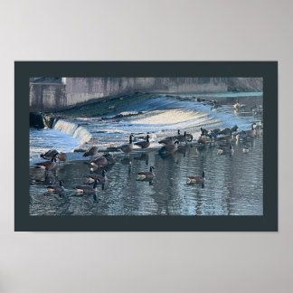 Geese by Waterfall Photo Poster