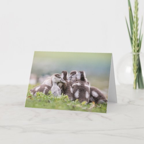 Geese Chicks Nature Photo Card