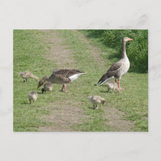 Geese Family DIY Postcard