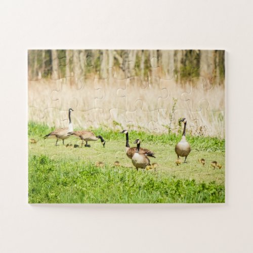 Geese  Goslings Oversized Jigsaw Puzzle