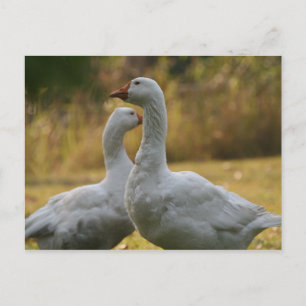 Geese in Australia Postcard
