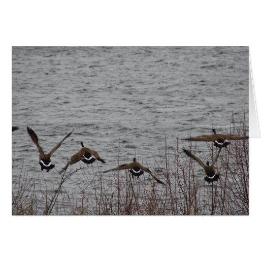 Geese in flight cards (Front Horizontal)