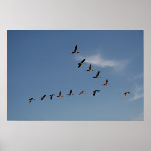 Geese in Flight Print