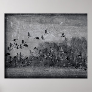 Geese In Flight Vintage Black And White Texture Poster