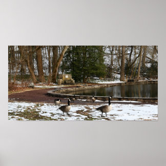 Geese in Snow by Pond Poster
