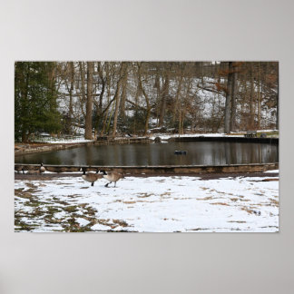 Geese in Snow by Pond Poster
