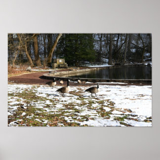 Geese in Snow by Pond Poster