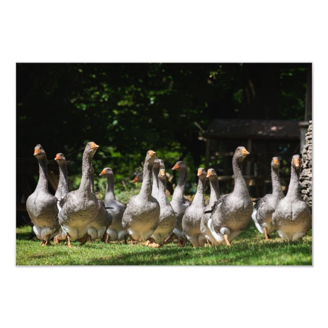 Geese in the Dordogne photo print (Front)