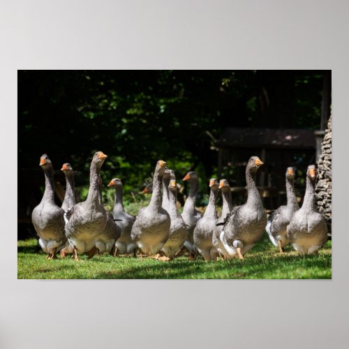Geese in the Dordogne poster print