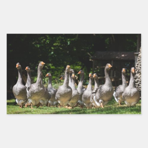 Geese in the Dordogne rectangular sticker