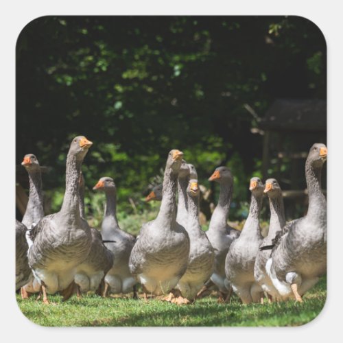 Geese in the Dordogne sticker