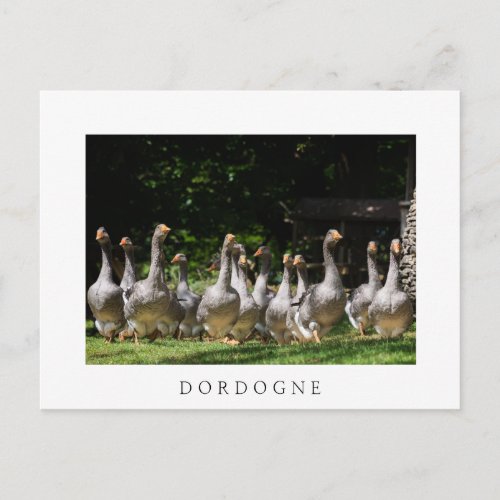 Geese in the Dordogne white text postcard