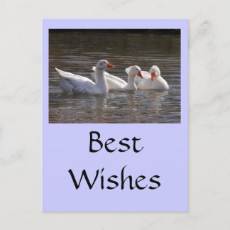 Geese in the Duckpond Postcard