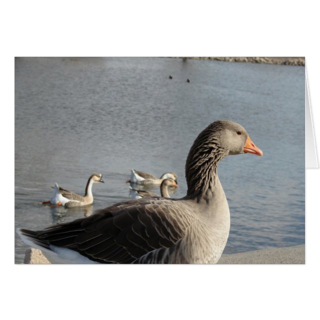 Geese in the Park Cards (Front Horizontal)