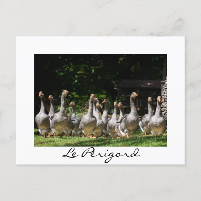 Geese in the Périgord white text postcard (Front)