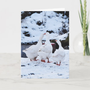 Geese in Winter Holiday Card