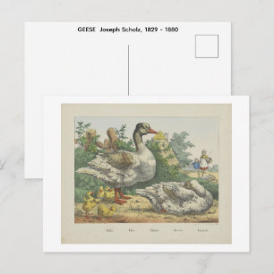 GEESE  Joseph Scholz, 1829 - 1880   Postcard