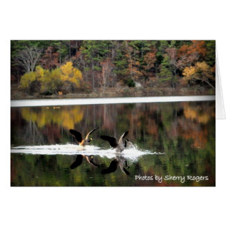 ~Geese on Clayton Lake~
