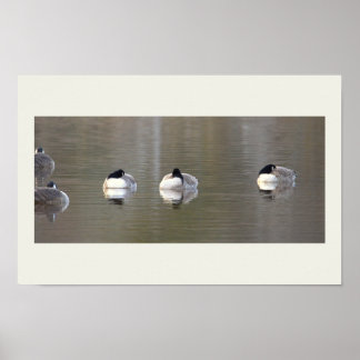 Geese Photo Poster
