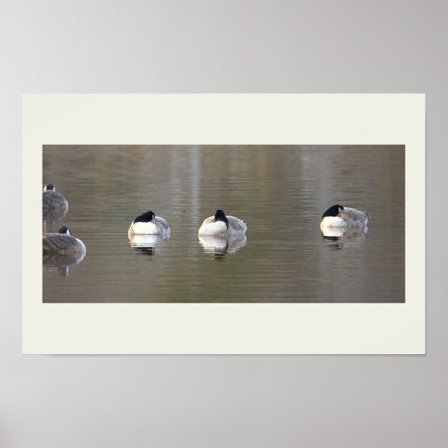 Geese Photo Poster (Front)