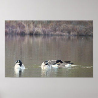 Geese Photo Poster