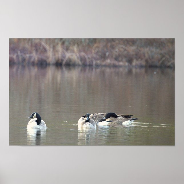 Geese Photo Poster (Front)