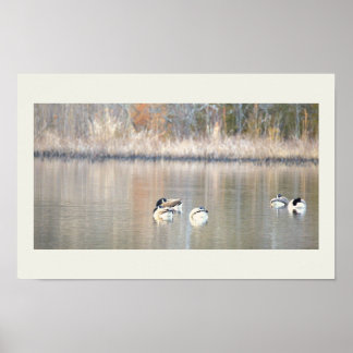 Geese Photo Poster