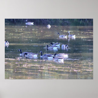 Geese Photo Poster