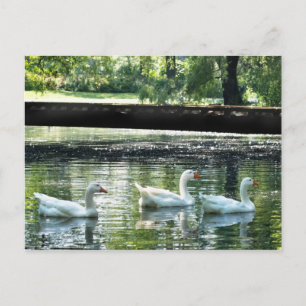 Geese Postcard