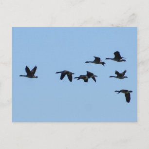 Geese Postcard