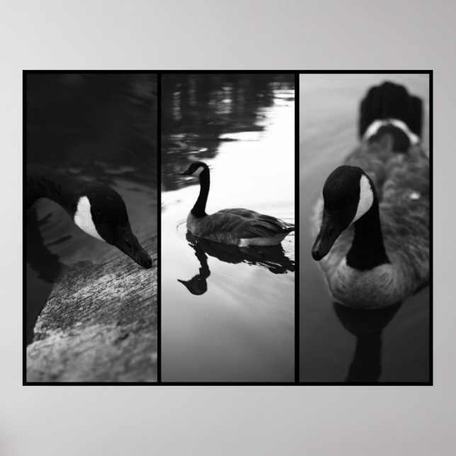 Geese Poster (Front)