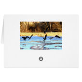 Geese Take Off From A Frozen Pond (Back Horizontal)