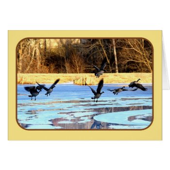 Geese Take Off From A Frozen Pond by catherinesherman at Zazzle